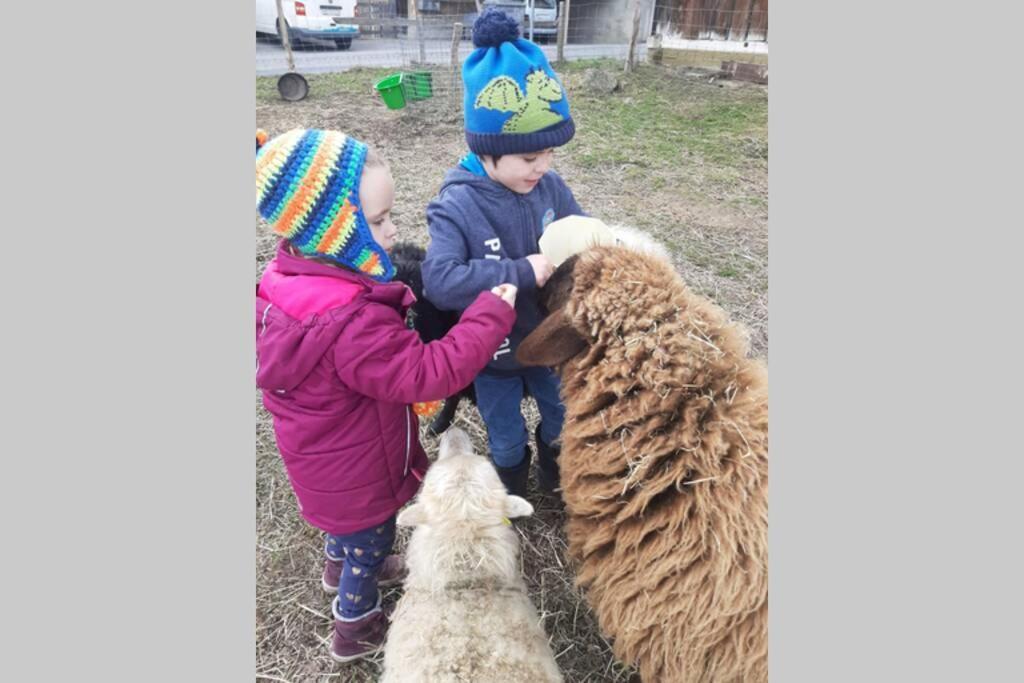Farm stay Gruppenunterkunft Mit Billardtisch Und Lamatrekking Meikirch