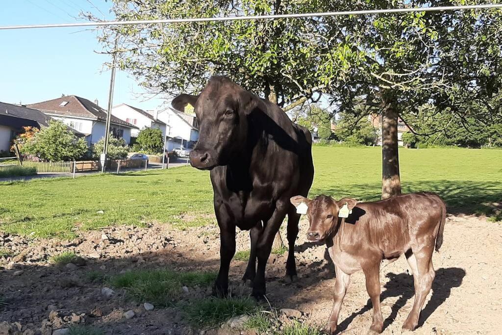 Séjour à la ferme Gruppenunterkunft Mit Billardtisch Und Lamatrekking