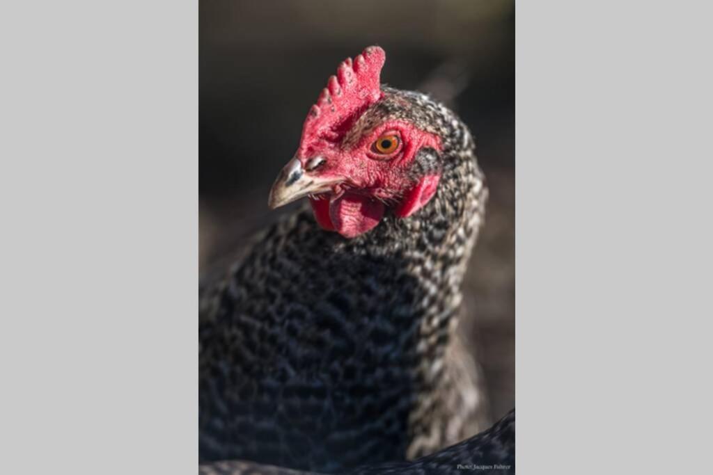 Gruppenunterkunft Mit Billardtisch Und Lamatrekking Séjour à la ferme *