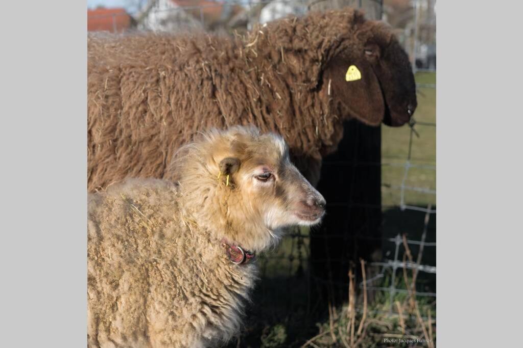 Farm stay Gruppenunterkunft Mit Billardtisch Und Lamatrekking Meikirch