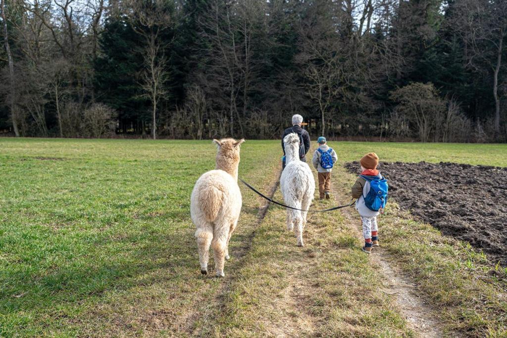 Gruppenunterkunft Mit Billardtisch Und Lamatrekking Meikirch